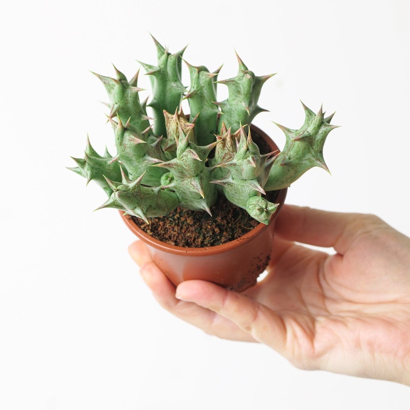 Orbea decaisneana (Stapeliad)|8cm