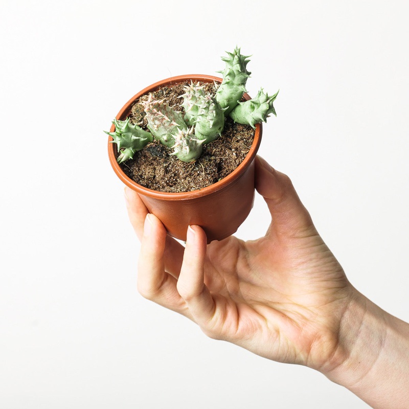 Orbea Hesperidum (Stapeliad)|8cm