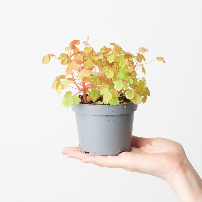 Oxalis Sunset Yellow|10cm