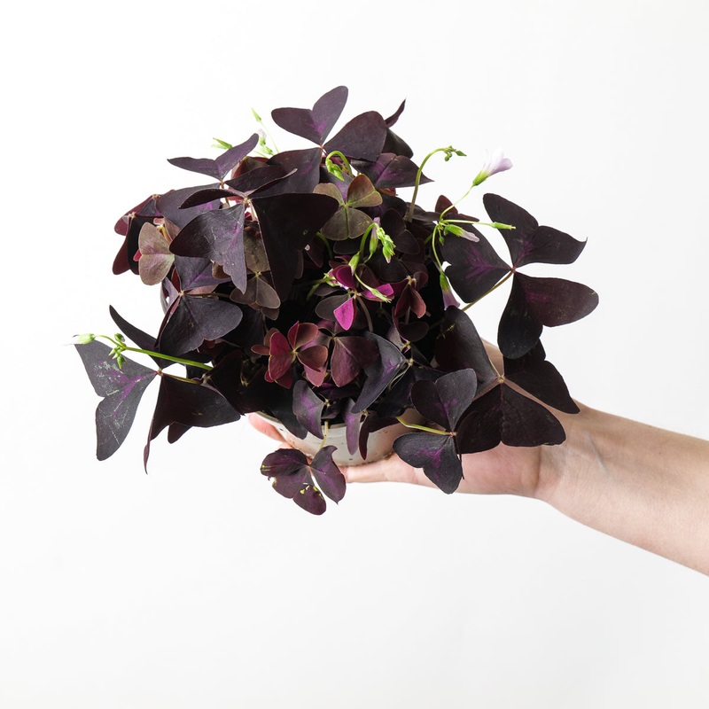 Oxalis triangularis|12cm
