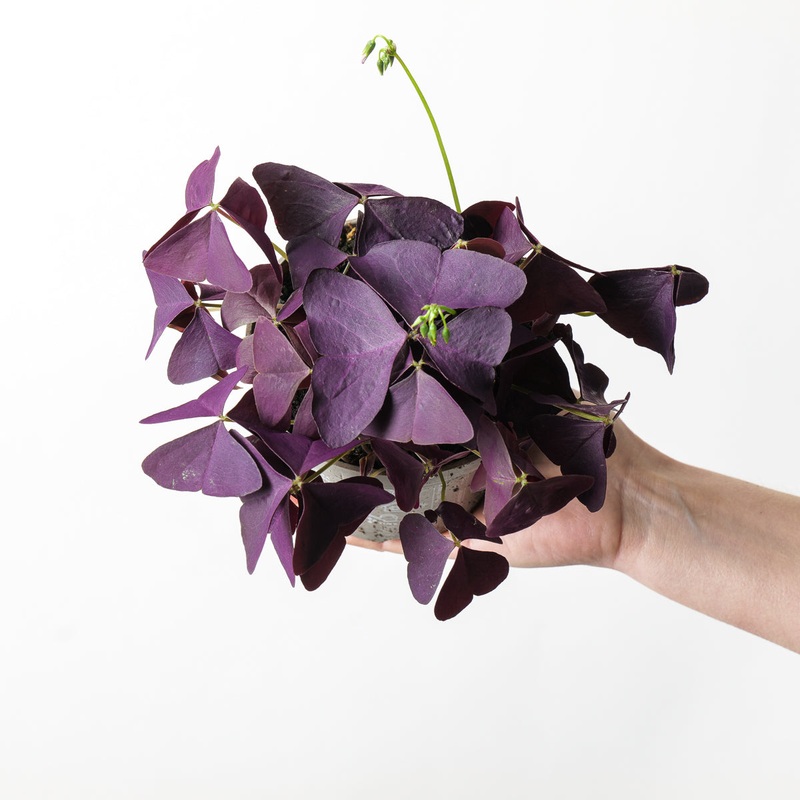 Oxalis triangularis ‘Mijke’|12cm