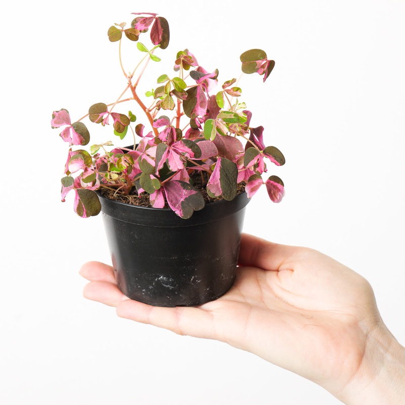 Oxalis Vulcan Pink|10cm