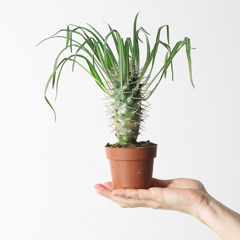 Pachypodium geayi|8cm