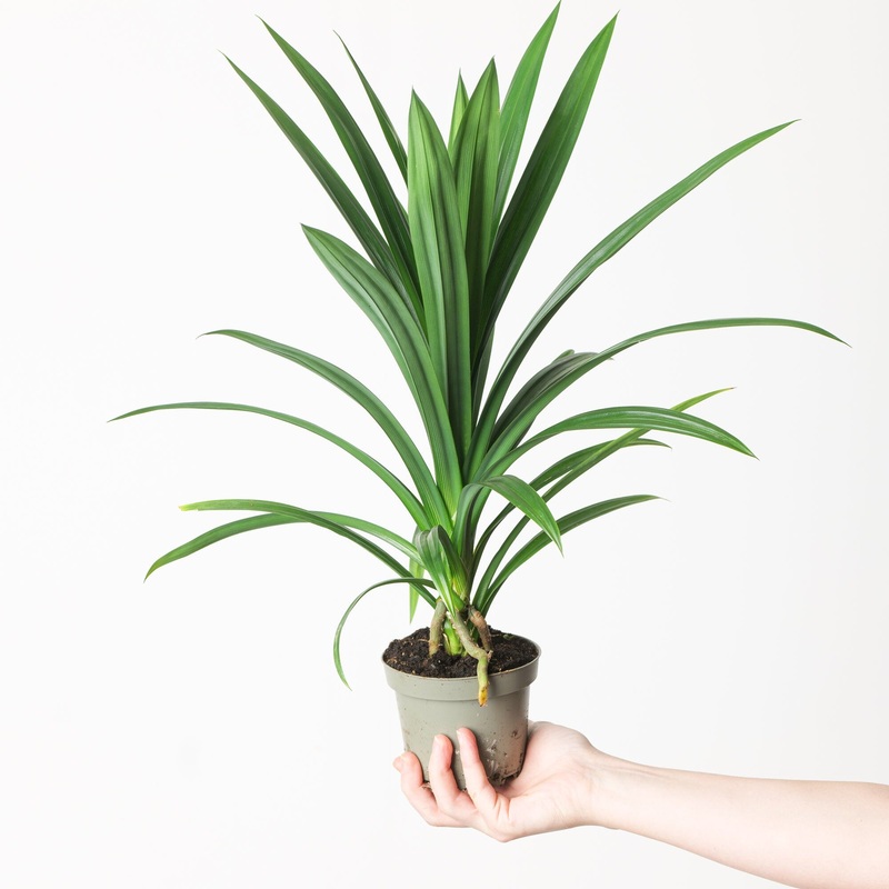 Pandanus veitchii|11cm