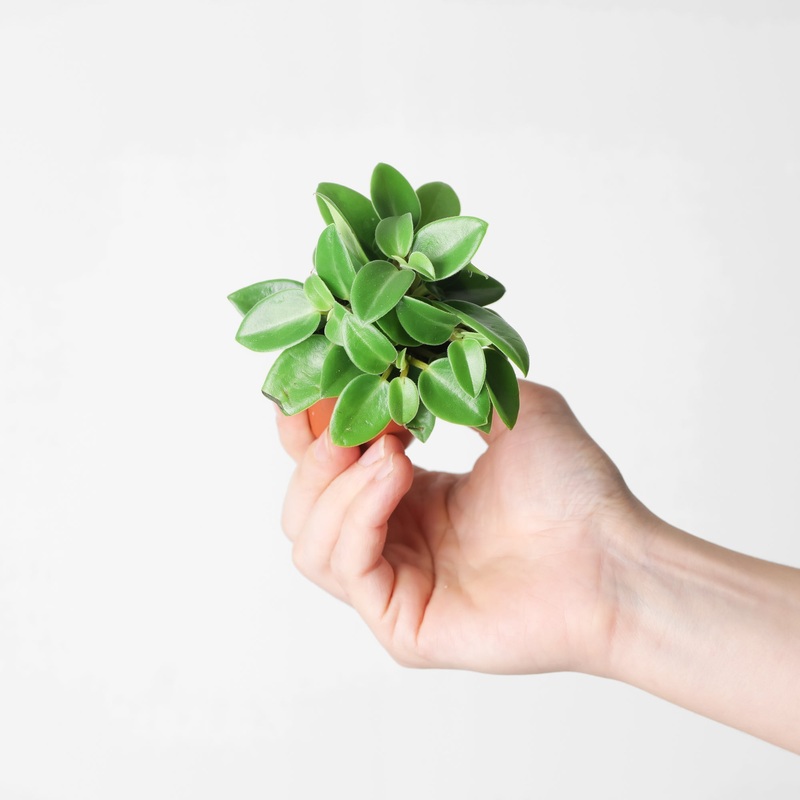 Peperomia ‘Pixie’|6cm