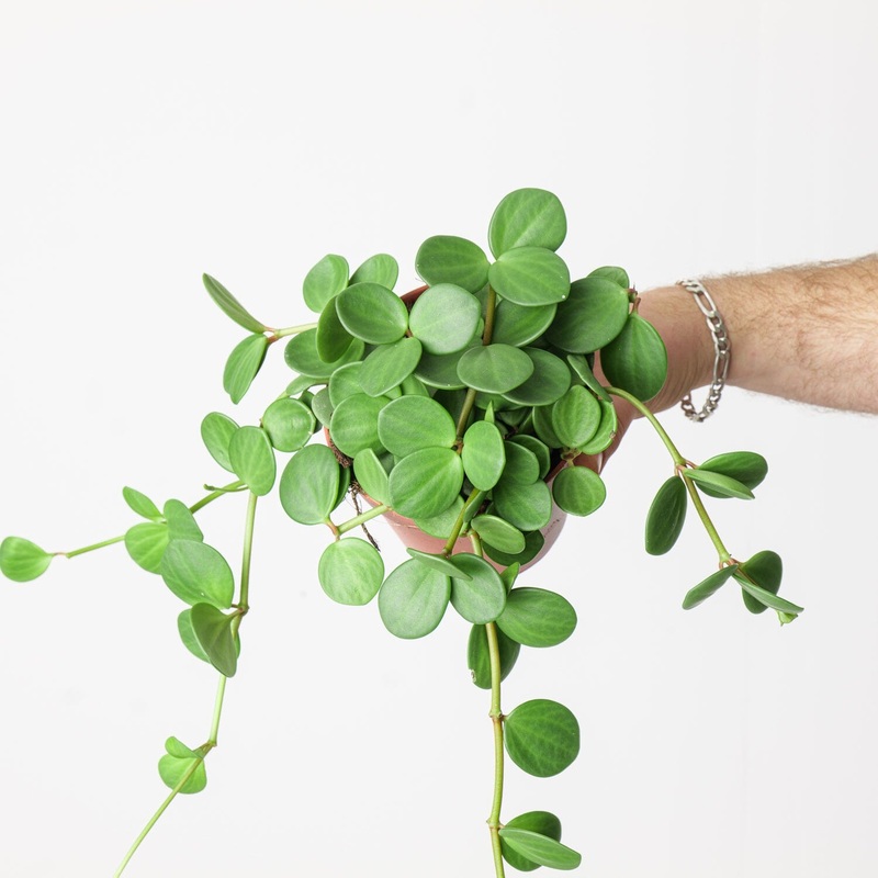 Peperomia tetraphylla ‘Hope’|12cm