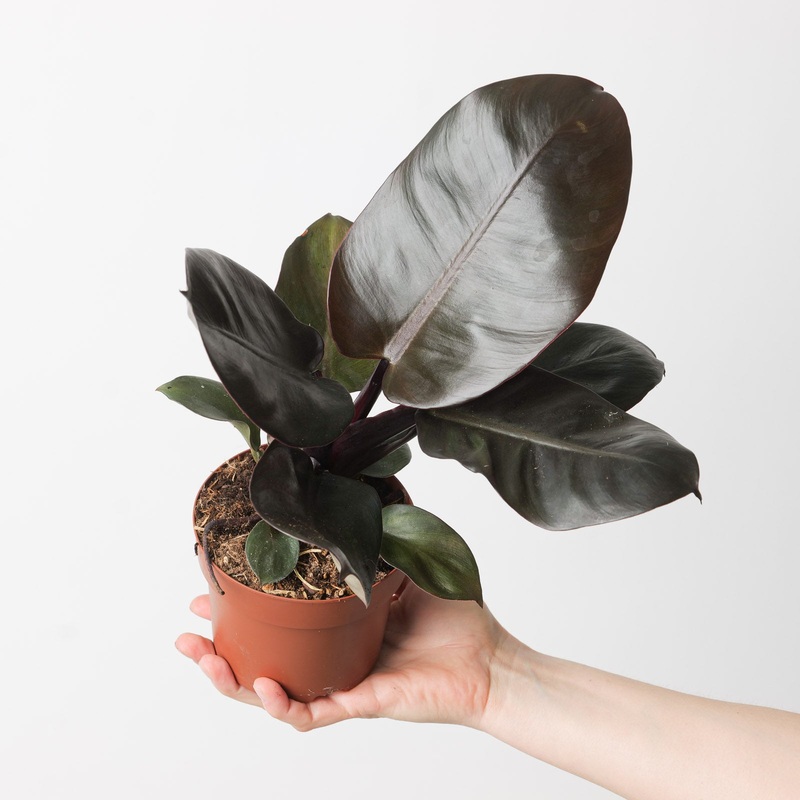 Philodendron ‘Black Cardinal’|12cm