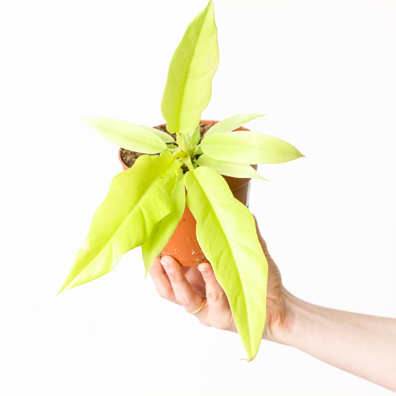 Philodendron ‘Golden Saw’|12cm