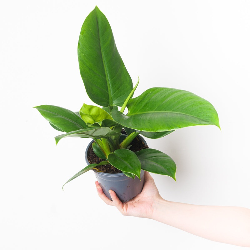 Philodendron ‘Imperial Green’|12cm