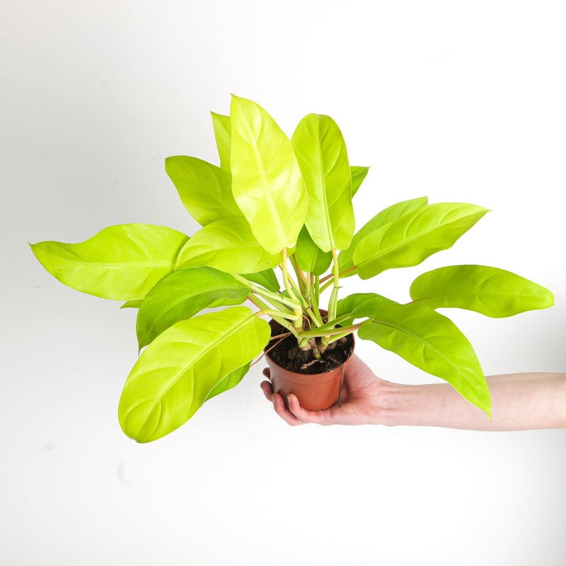 Philodendron ‘Malay Gold’|12cm