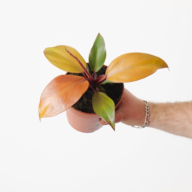 Philodendron ‘Mccolleys Final’