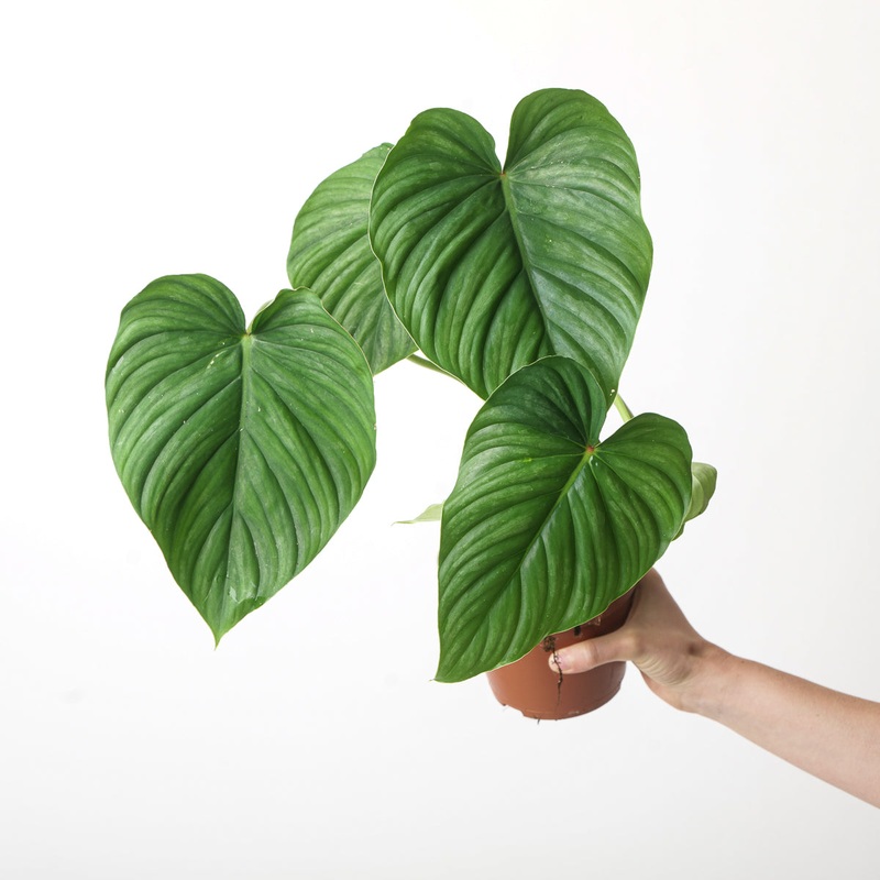 Philodendron peltatum (pastazanum aff)