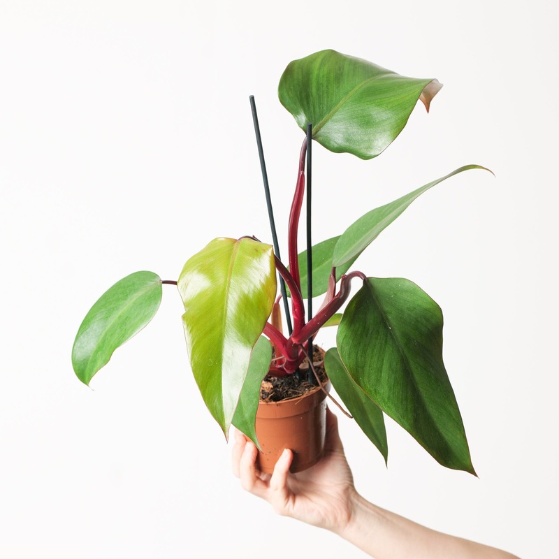Philodendron ‘Red Beauty’|12cm