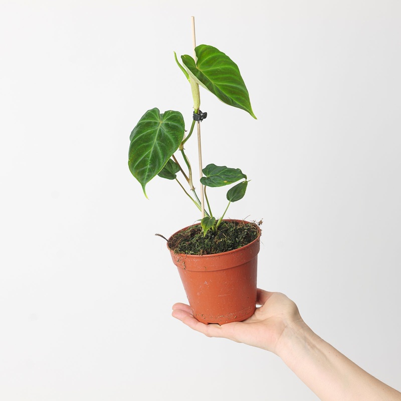 Philodendron verrucosum ‘Dutch Type’