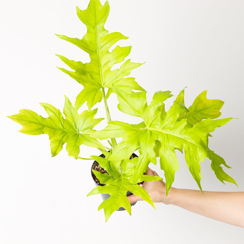 Philodendron Warscewiczii Aurea Flavum
