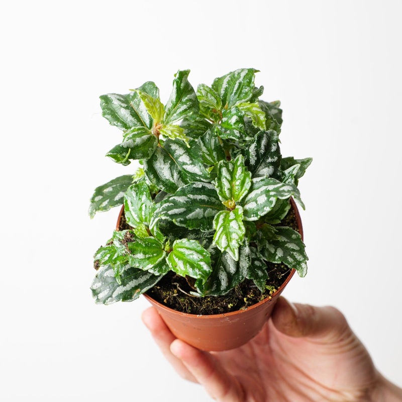 Pilea cadierei ‘Aluminimum Plant’