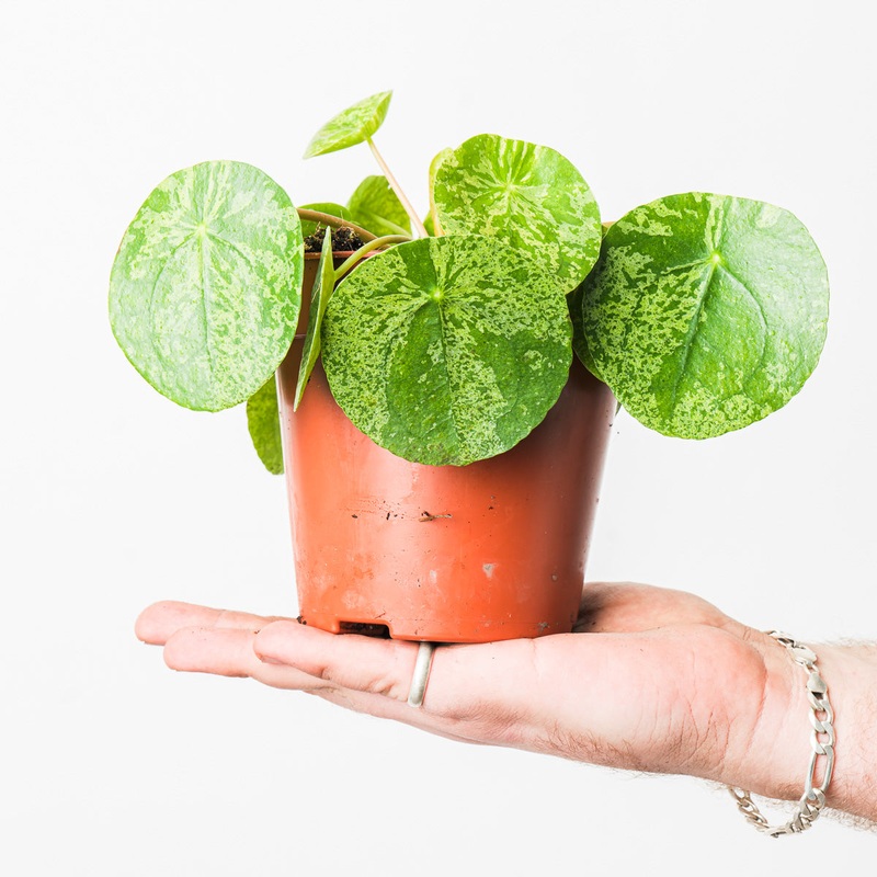 Pilea peperomioides ‘Mojito’ (Variegated Chinese Money Plant)