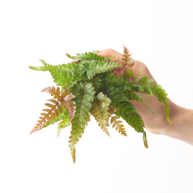 Pteris quadriaurita ‘Tricolor’