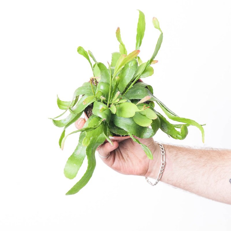 Rhipsalis ‘Red Coral’|12cm