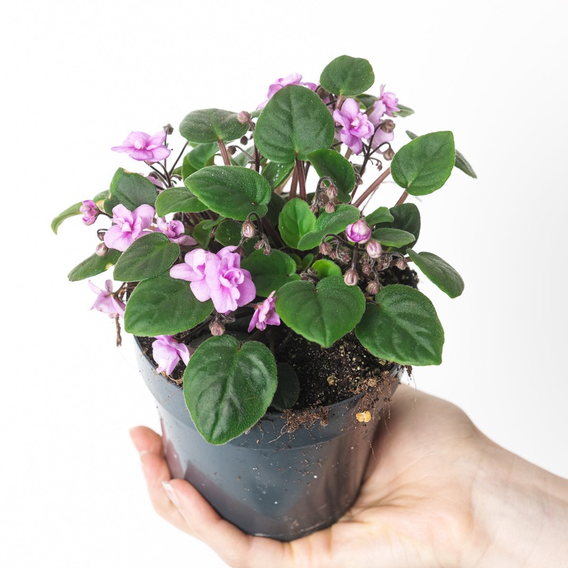 Saintpaulia ‘Double Pink’|12cm