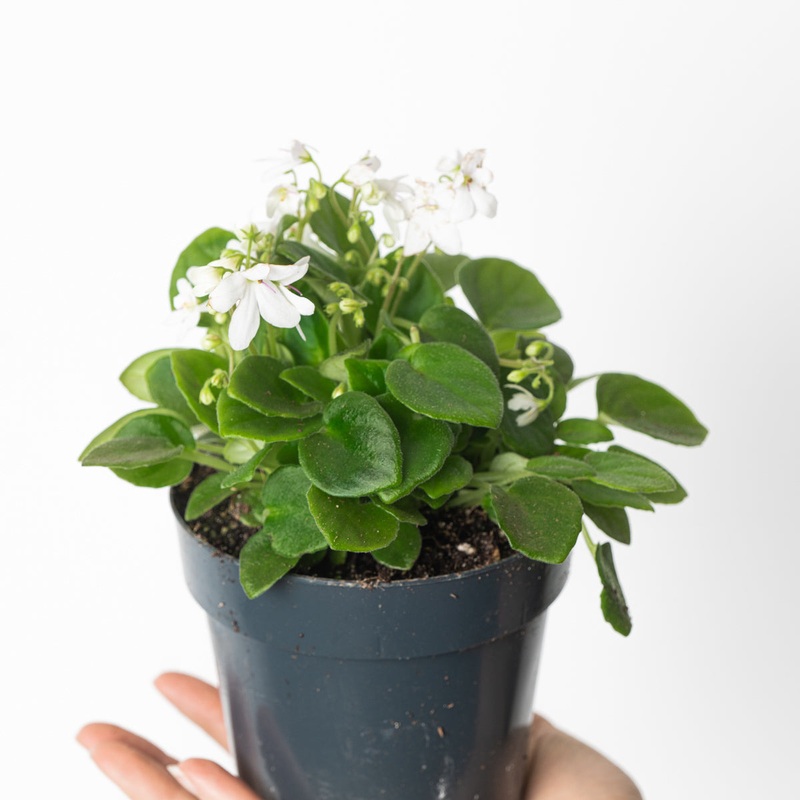 Saintpaulia ‘Emerald Ball’|12cm