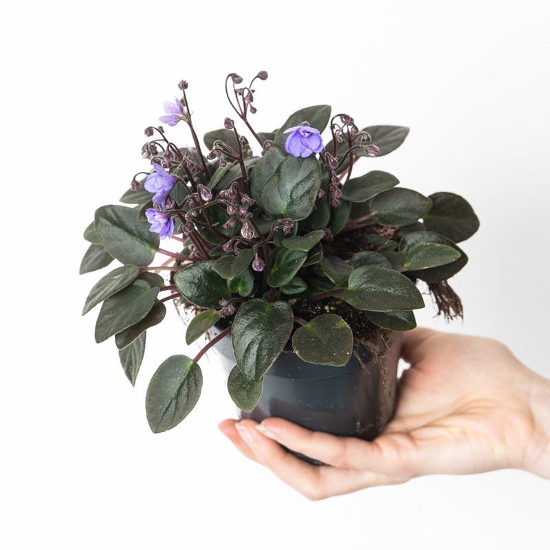 Saintpaulia ‘Mini Blue’|12cm
