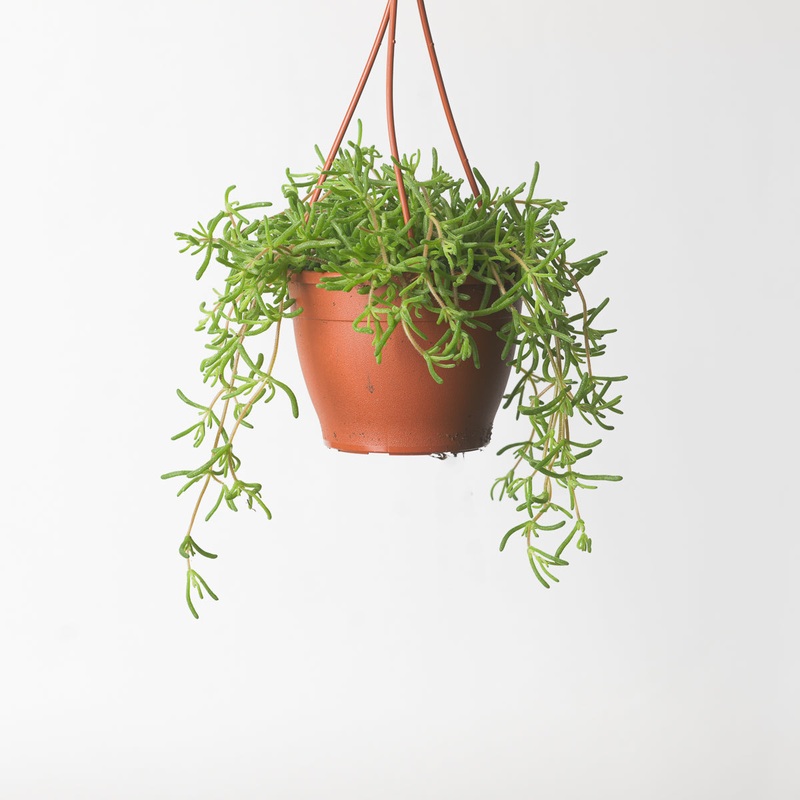 Senecio ‘Twinkle Little Star’|12cm
