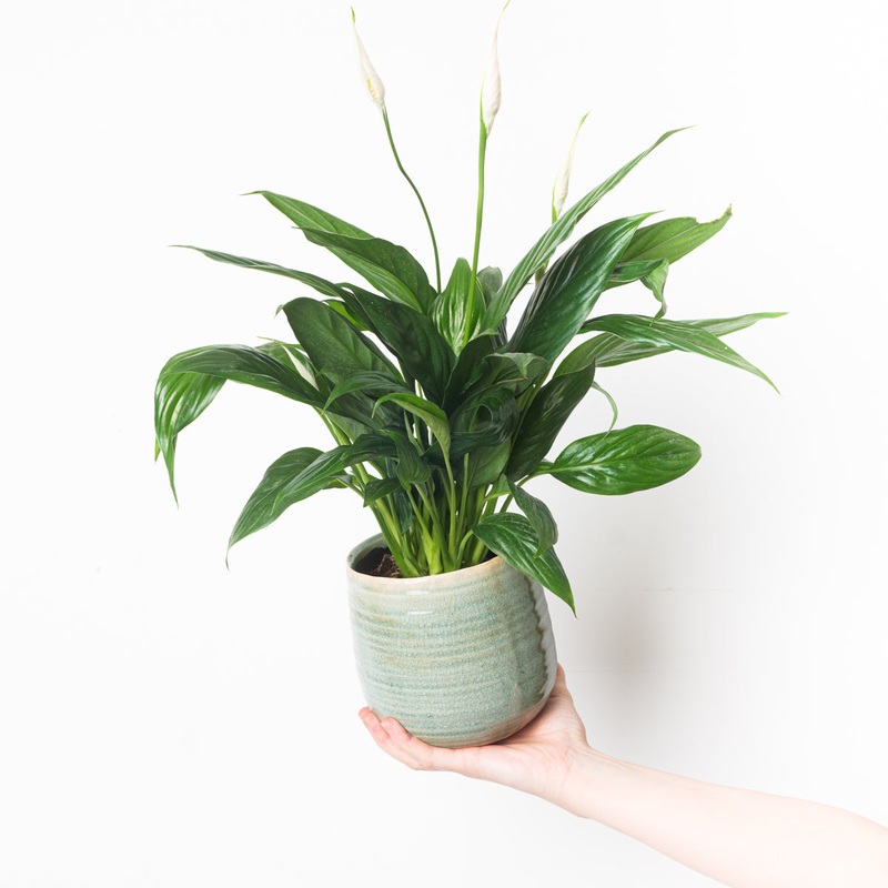 Spathiphyllum sp. ‘Sweet Felina’