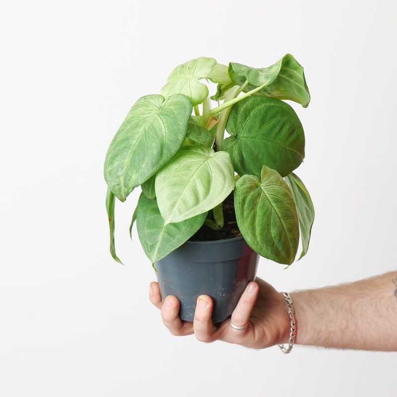 Syngonium ‘Ice Frost’|15cm
