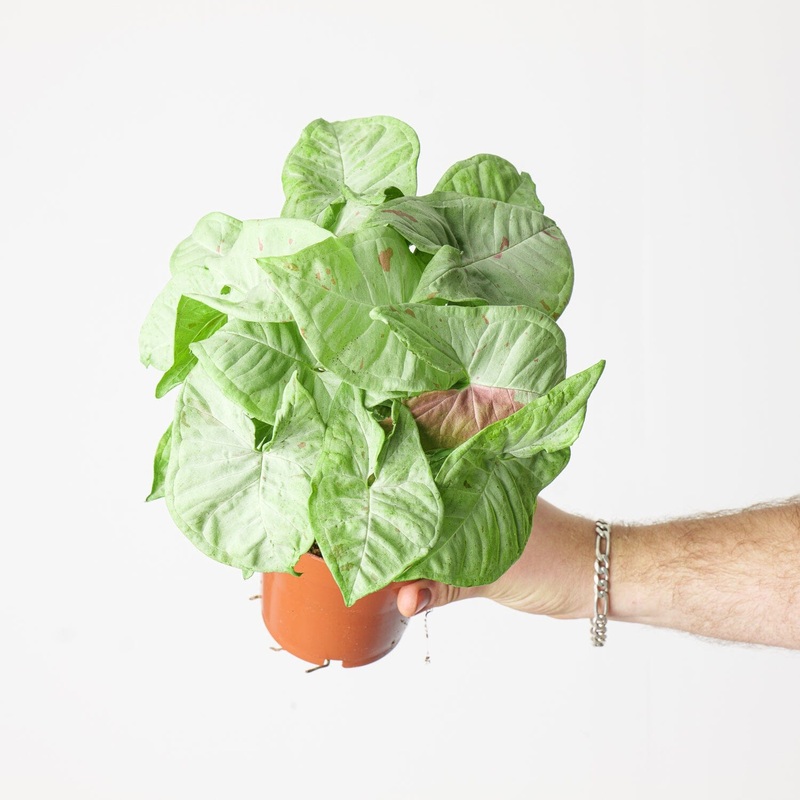 Syngonium ‘Milk Confetti’|12cm