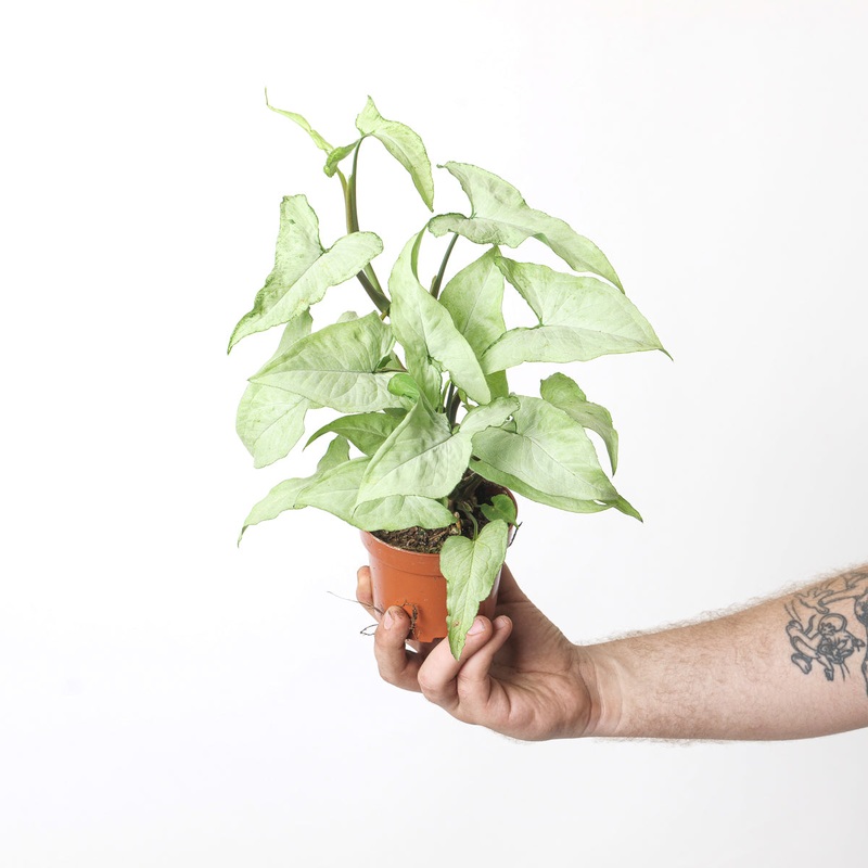 Syngonium ‘Ngern Lai Ma’|10.5cm