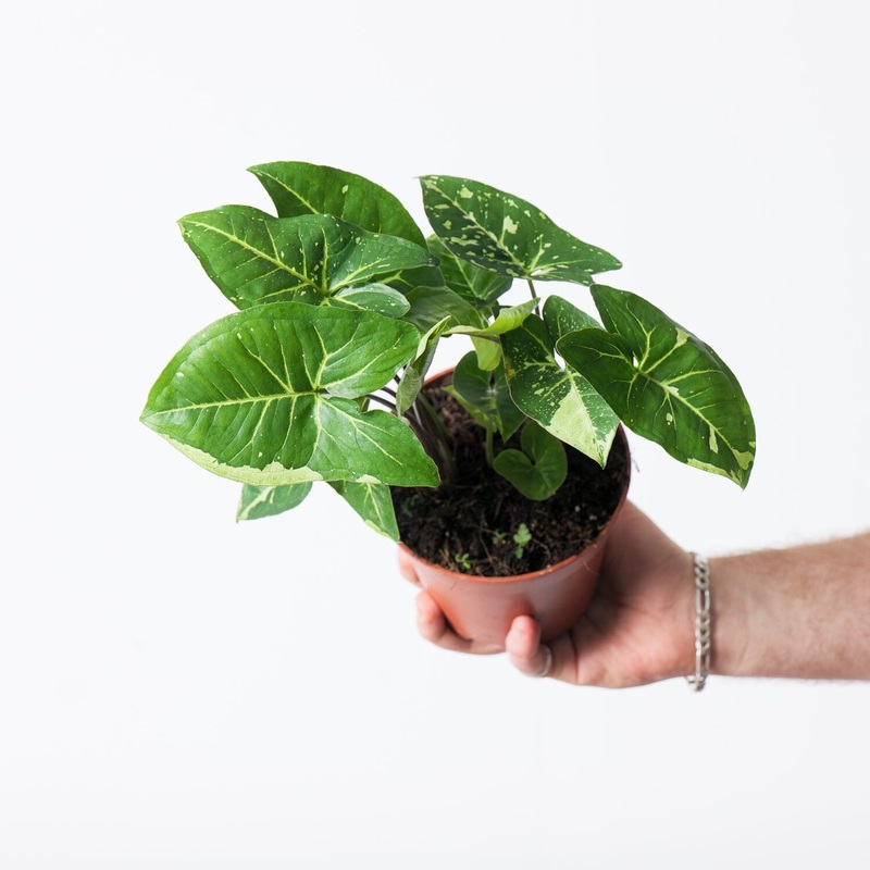 Syngonium ‘Panda’|14cm