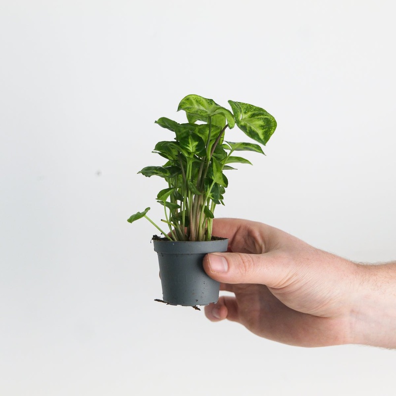Syngonium ‘Pixie’|6cm