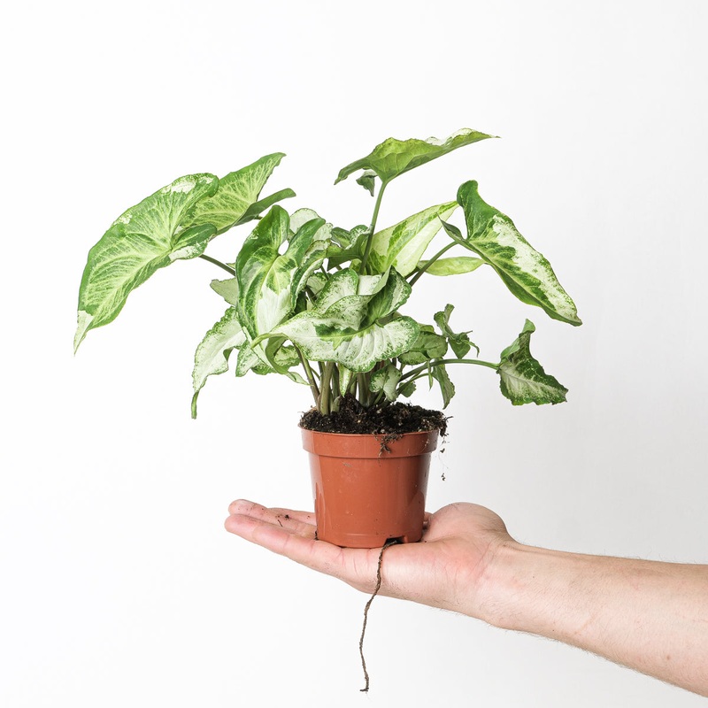 Syngonium podophyllum ‘Three Kings’