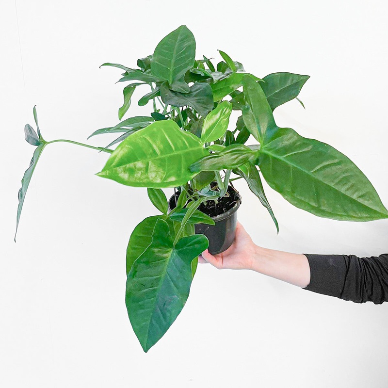 Syngonium podophyllum ‘Trileaf Wonder’