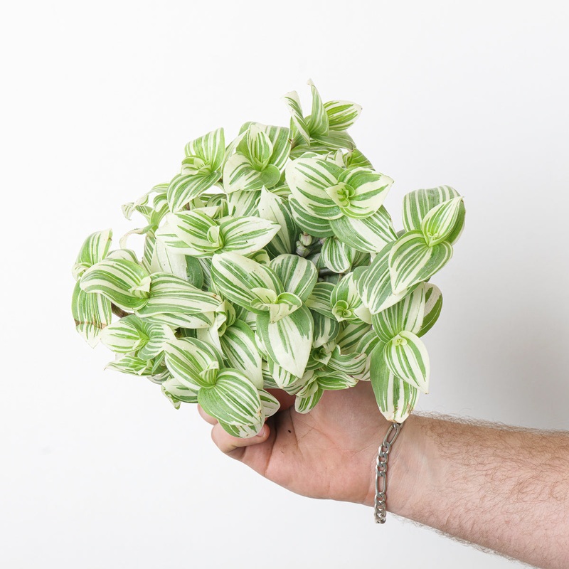 Tradescantia ‘Brightness’|12cm