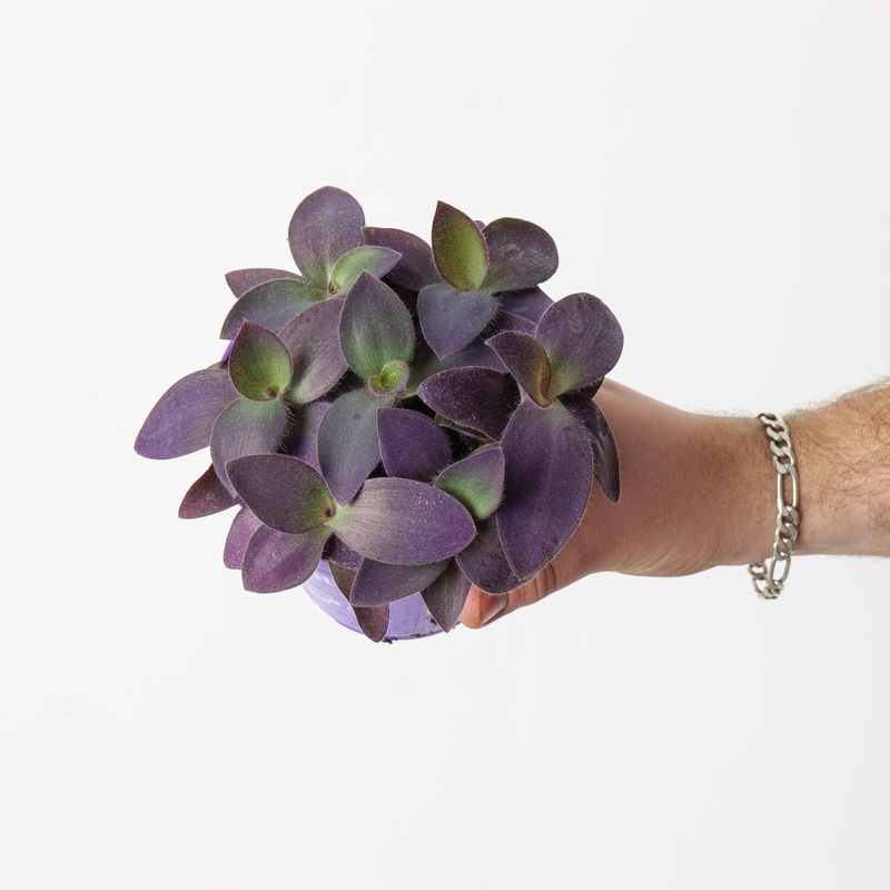 Tradescantia pallida ‘Purple Heart’