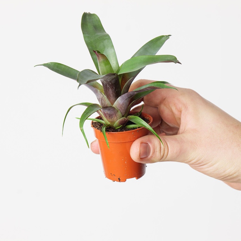 Vriesea ‘Bituminosa’|6cm