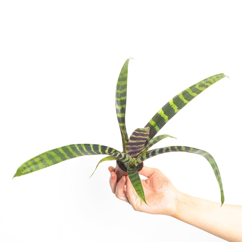Vriesea ‘Era’|6cm