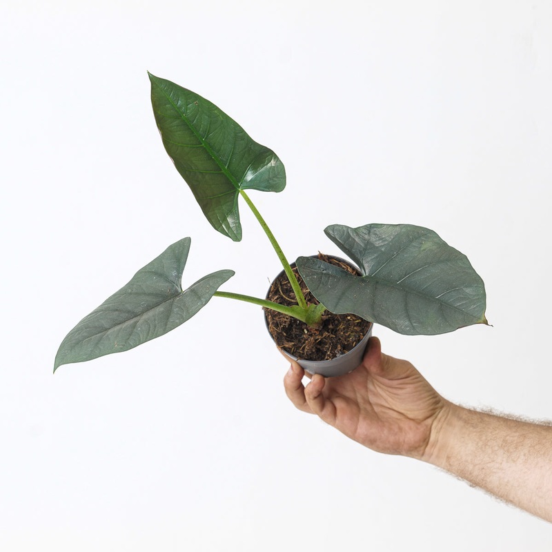 Alocasia cf. ‘Bisma’|11cm