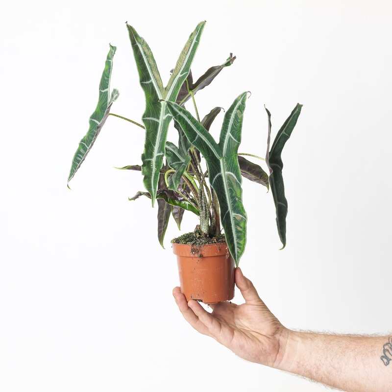 Alocasia cf. Longiloba Narrow|11cm