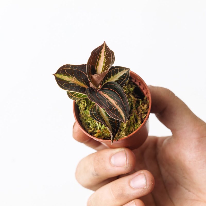 Anoectochillus leyli Brown|6cm