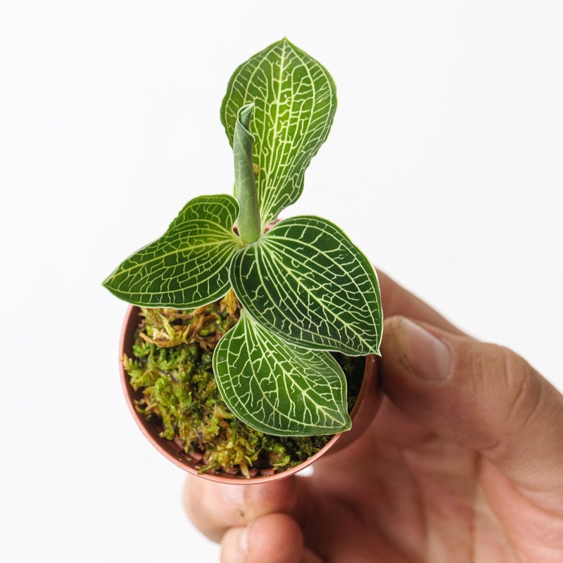 Anoectochillus siamensis ‘White Centre’
