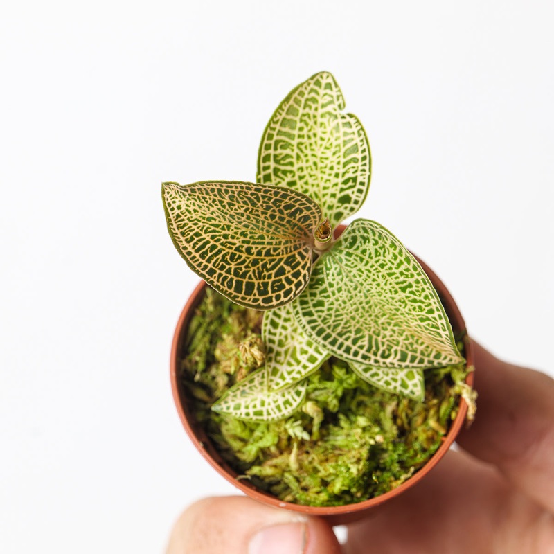 Anoectochilus roxburghii ‘Gold Bar’