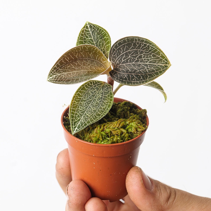 Anoectochilus Sikkimensis|6cm