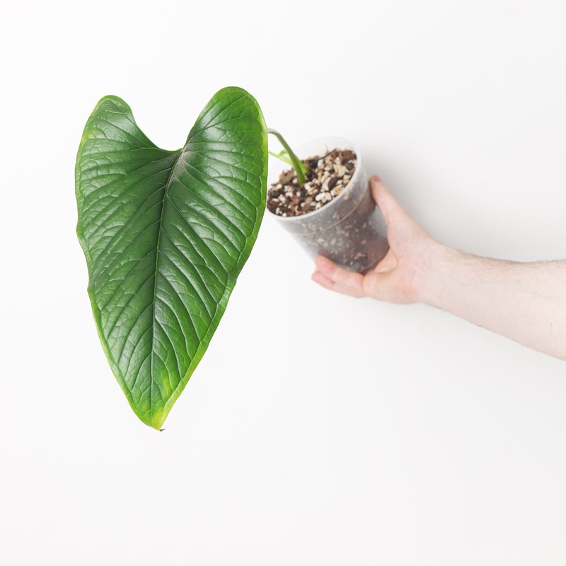 Anthurium lancea|12cm