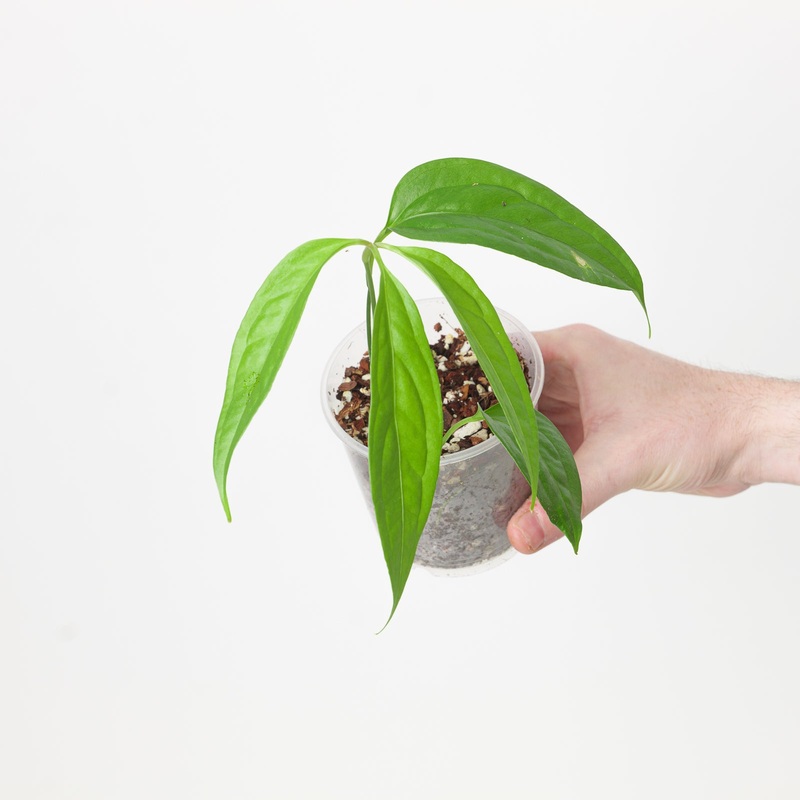 Anthurium pentaphyllum|9cm
