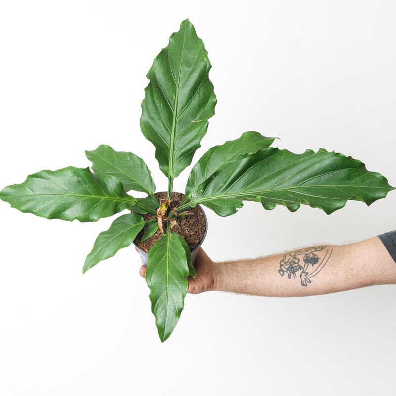 Anthurium Plowmanii ‘Storm’|15cm