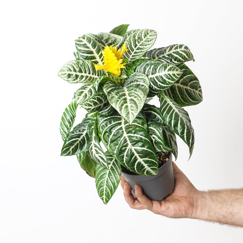 Aphelandra Squarrosa Botanica | Zebra Plant