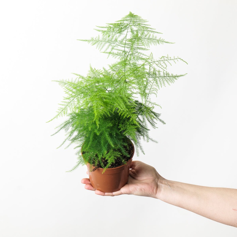 Asparagus Setaceus Plumosus | Asparagus Fern